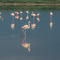 Lake Ndutu, Ndutu, NCA