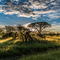 Serengeti NP