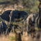 A herd of Elephants passing not far from the front of Ang'ata Camp Serengeti