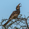 The resident male in Camp