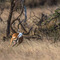 A young male Impala being chased out of the herd, no competition tolerated