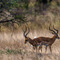 Two young Impala males gravitating around a herd of Females