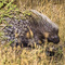 A rare sighting because of it's nocturnal habits, this South African Porcupine made a nightly show in Camp