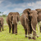 near Turner Springs, Seronera, Serengeti NP, Tanzania - Although feeling at a safe distance the young bull in the foreground tried to test me by making a mock charge. I reversed slowly for a bout 20m until he turned around and went back to the herd consisting of about 25 Elephants. This is the second to last shot before I had to back off