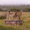 Near Turner Springs, Serengeti NP, Tanzania - This Cheetah family crossed my path on a rainy day, out of the 'blue' they jumped on the sign and surveyed the surroundings before disappearing just as suddenly as they had appeared