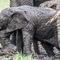 there are huge numbers of Elephants in the Serengeti, maybe because of conflicts on the borders of Maasai Mara in Kenya, recent troubles have made the Elephants flee the Maasai Mara to cross the river and find peace in the Serengeti