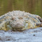 A fully fed Crocodile in Mara River