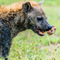 It was amazing to hear the sound of the cracking buffalo bones in the jaws of this Hyena, you could imagine it to be your leg