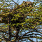 Leopard on a Acacia tree top waking up