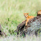 Lots of Lions and cubs in the Serengeti now