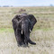 Elephant missing the tip of his trunk