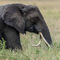 Elephant with crossed trunks