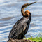 A Cormorant on the shore of the pick-nick site near the swamp inside the Ngorongoro Crater