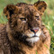 A Lion that didn't see the point of waking up in the cold humid morning drizzle in Ngorongoro Crater