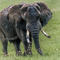 A Ngorongoro Crater elder