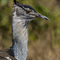 Ngorongoro Crater