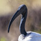 Ngorongoro Crater