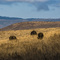 Ngorongoro Crater