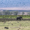 Ngorongoro Crater