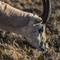 Ngorongoro Crater