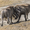 Ngorongoro Crater